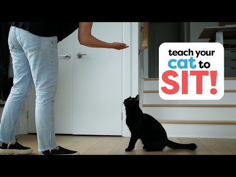 How To Train Your Cat To Sit