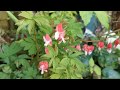 Lamprocapnos / Dicentra spectabilis Bleeding Heart "Valentine".Strange flowers on a plant for shade