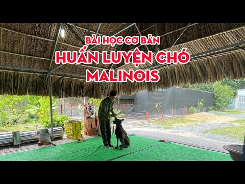 Video Trường Huấn Luyện Chó Cảnh, Chó Nghiệp Vụ Hùng Cường