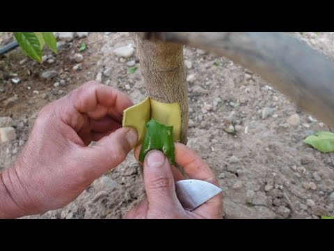 Orange tree grafts in detail