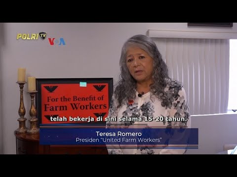 VOA - PEKERJA PERTANIAN TAK BERDOKUMEN DI CALIFORNIA TAKUT DI DEPORTASI