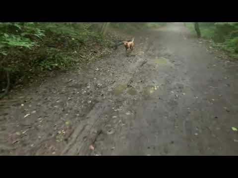 Stanley’s first visit to Castle Eden Walkway/Thorpe Thewles.