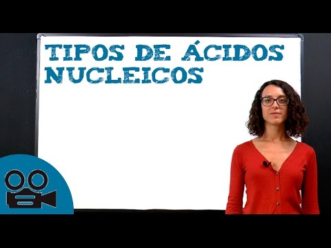 Ácidos nucleicos - tipos y clasificación