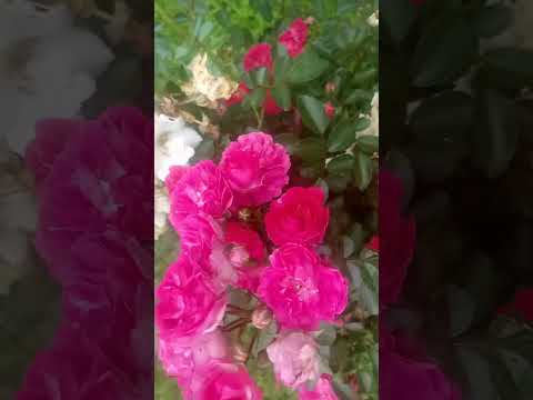 #song #hindisong #love #flowers #lifeisbutadream #naturelovers