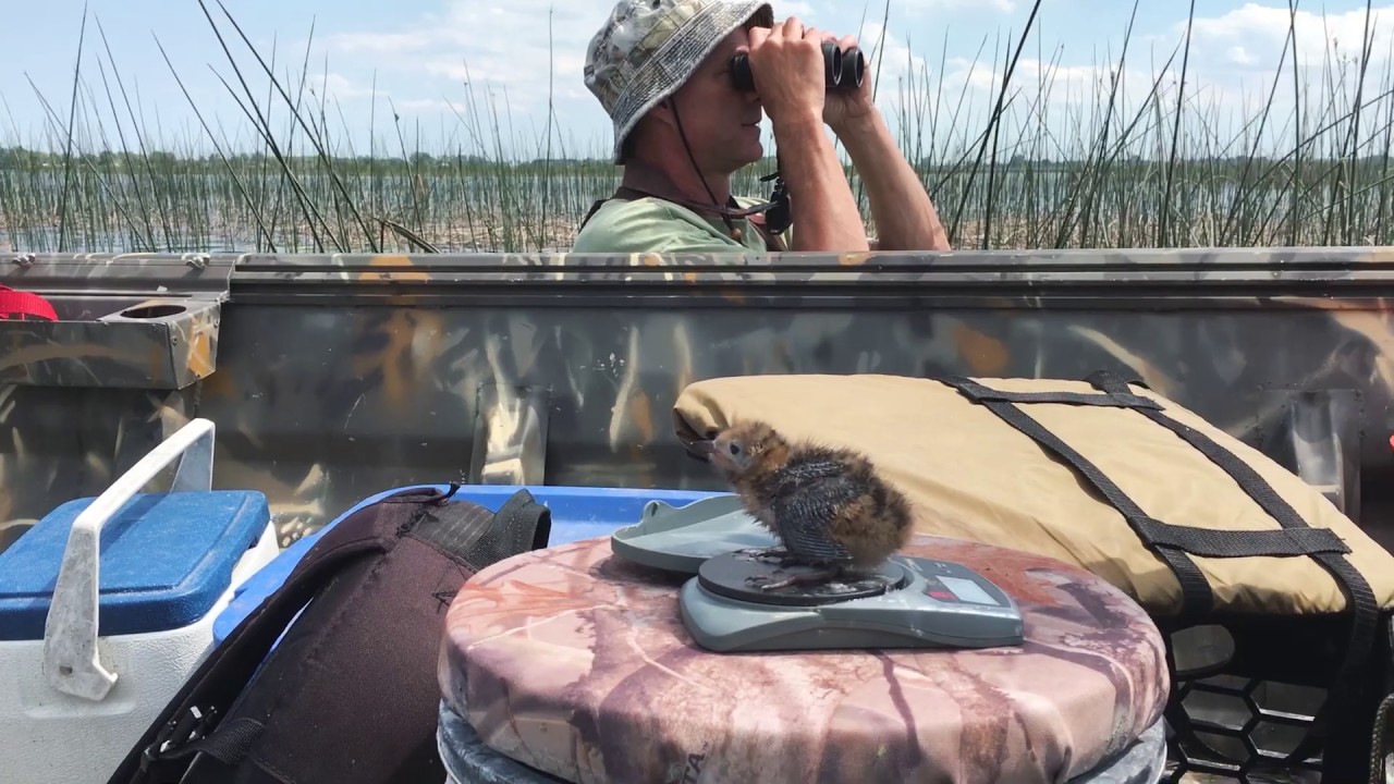 Audubon: Michigan Black Terns