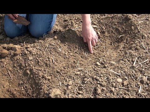 103. Feldexkursion Rapsaussaat  in staubtrockenem Boden?