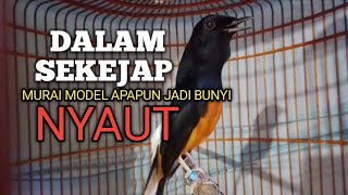 Download lagu MURAI BATU GACOR Ampuh buat PANCINGAN MURAI biar Emosi jadi Bunyi NYAUT BONGKAR MATERI ISIAN  mp3