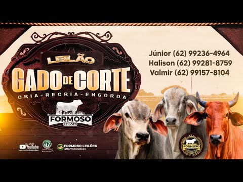 LEILÃO GADO DE CORTE FORMOSO LEILÕES - FORMOSO - GO - 15/01/2026