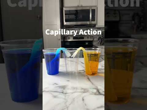 Will the water actually walk?  - Capillary Action Experiment!