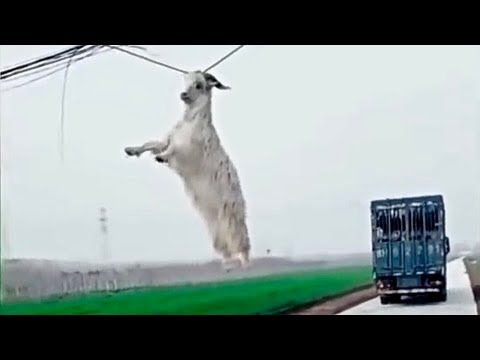 Man And Beast Part 58