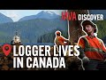 The Real Lives Of Loggers In Canada From Forest To Factory Canadian Lumberjack Documentary
