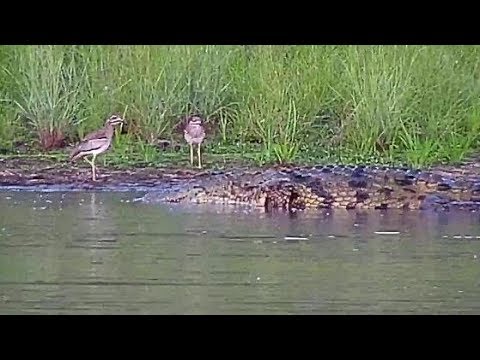 Djuma: Grey Heron, Crocodile and Water Thick-knees - 18:06 - 03/08/20