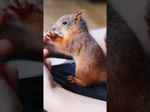 The Life of Little Roo 🐿️❤️ New episode coming soon! #nature #animals #Roo