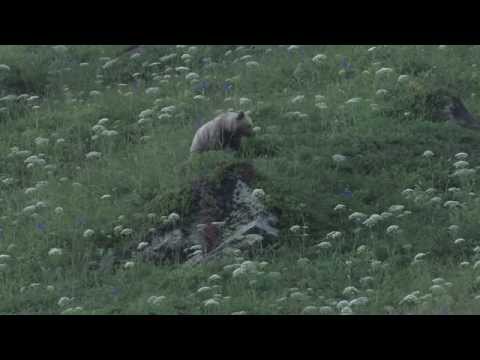 L'Ours des Pyrénées, le pourquoi du comment... Episode I : Il etait une fois l'ours