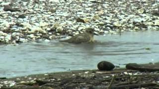 preview picture of video 'New Zealand Birds: New Zealand Dotterel preening and bathing the in rain'