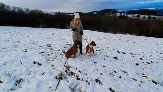 WE HAVE SNOW!  Boxer dog Heidi's first time...