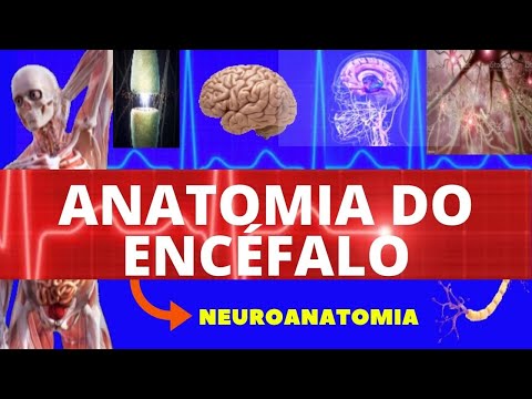ANATOMIA DO ENCÉFALO (ANATOMIA HUMANA) - NEUROANATOMIA DO ENCÉFALO - SISTEMA NERVOSO - NEUROANATOMIA