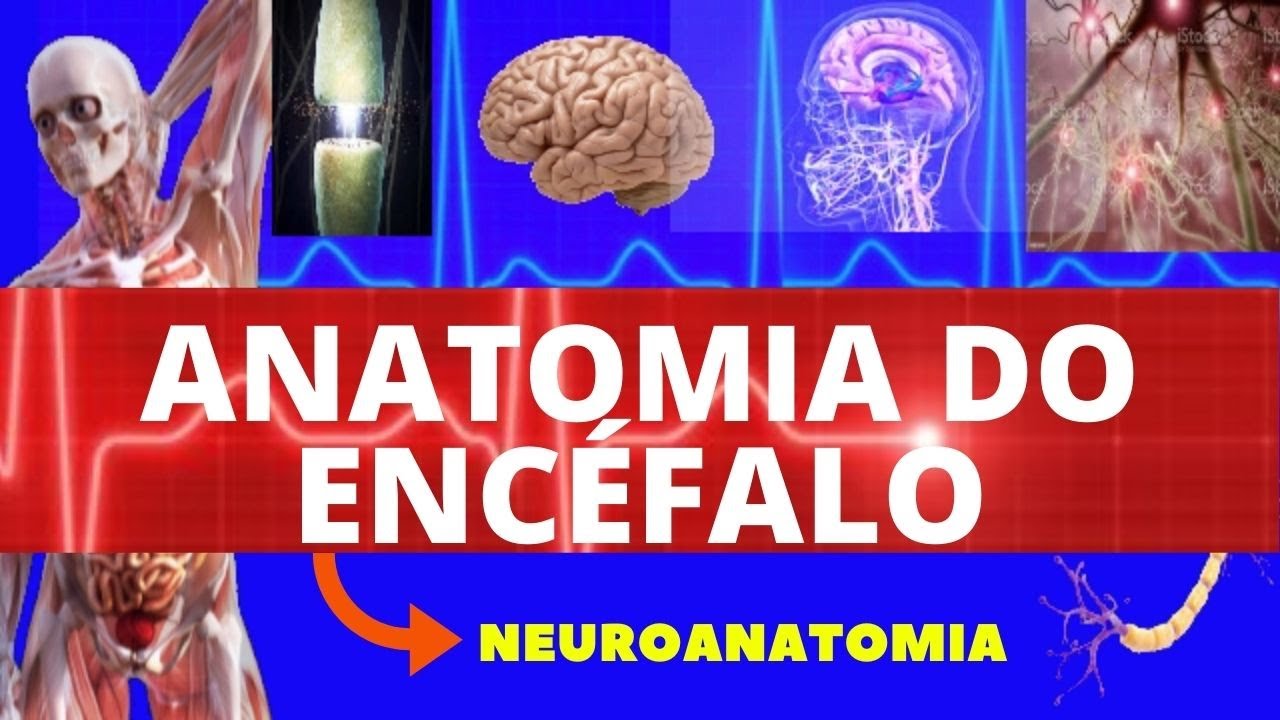 ANATOMIA DO ENCÉFALO (ANATOMIA HUMANA) - NEUROANATOMIA DO ENCÉFALO - SISTEMA NERVOSO - NEUROANATOMIA