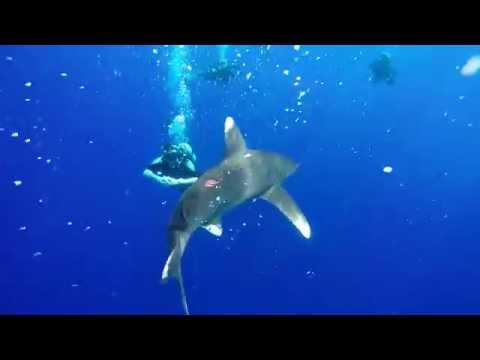 Close Encounters With Oceanic White Tip Sharks (Longimanus) of Brothers & Daedalus, Red Sea, Egypt