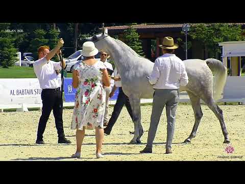 N.40 MAGESTA OS - Milan 2020 Arabian Horse Show - Mares 4 to 6 Years Old (Class 7)