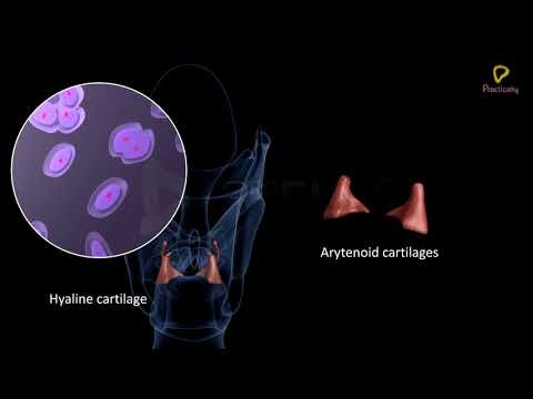 Practically's Concepts - Human Respiratory System Larynx - #LearnPractically