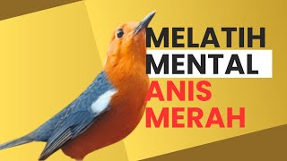 Download lagu LANGSUNG NYAUT 10000 % ‼️ ANIS MERAH MACET BUNYI JIKA DENGAR SUARA INI PASTI NYAUT LANJUT GACOR | 37 mp3