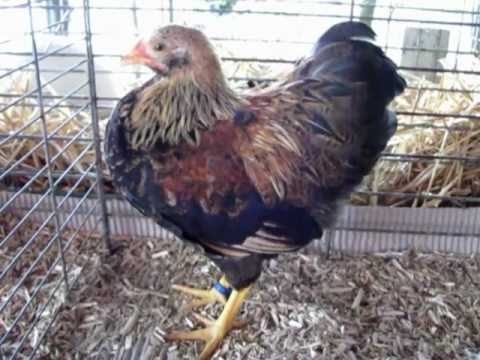 Junge Wyandotten orangefarbig gebändert, Saint-Louis 22.7.2012