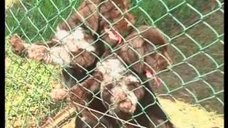 The German Wirehaired Pointer and The German Shorthaired Pointer – Pet Dog Documentary English