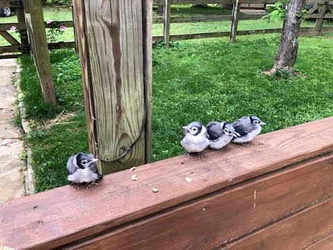 Baby Blue Jays Rescued After Crazy Derecho!