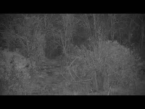 Djuma: Leopard-walks through very quietly - 18:30 - 09/14/21