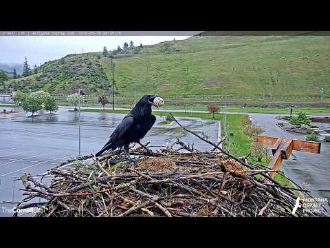Common Raven Takes First Osprey Egg at Hellgate Nest | May 18, 2019