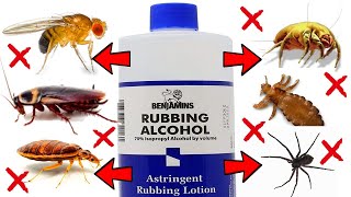 Download Lagu How to Use Rubbing Alcohol to Eliminate Pests in the House - DUST MITES, COCKROACHES, ANTS, FLIES... Thumbnail