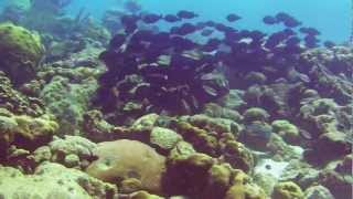 preview picture of video 'Scuba Diving Bonaire, HD, 2012'