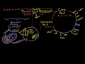 Krebs and the Citric Acid Cycle Video Tutorial