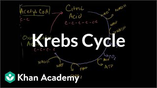 Krebs / Citric Acid Cycle