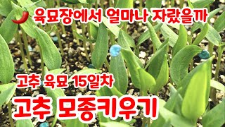 고추 모종키우기 육묘 15일차 괴산청결고추 칼탄에이스 세븐스타 트리플엑스 얼마나 잘랐을까 가식 예정일까지 (…