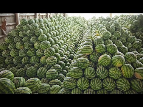 Watermelon for only 5 reais at the Ceaca fair in Caruaru, PE.