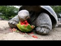 Galapagos Tortoise Can T Get Enough Watermelon