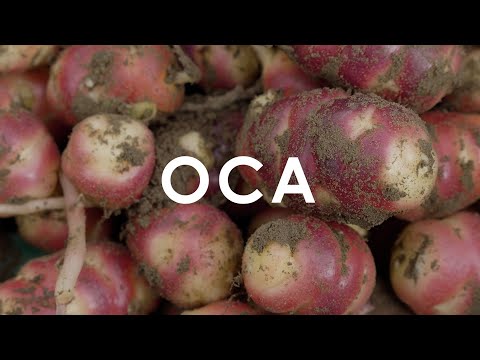 In Season Now | Oca
