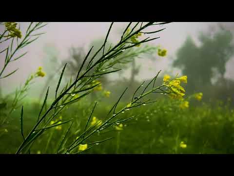 4k bannu Nature, 4k scenematic view