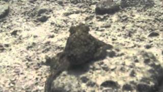 preview picture of video 'Diving duiken octopus baja californie La Paz Mexico'