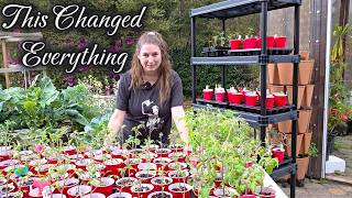 My Seedling Care Routine: Why My Tomato Seedlings Are Stronger This Year 🍅🌱