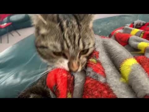 MY CAT (part 14) biting MY BLANKET😳😰😨😱