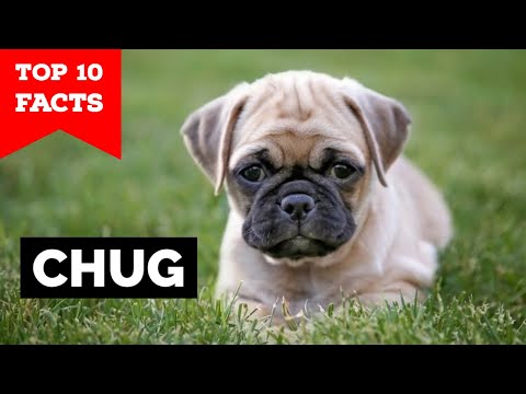 Chug - Top 10 Facts