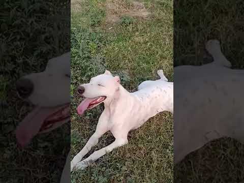 noora🐕‍🦺 THE Dogoargentino🐶😍