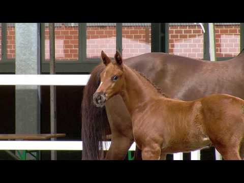 Herold Behl, v. Fürsten Look-Rotspon-Lemon Park