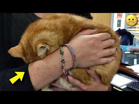 Die herzzerreißende Geschichte einer ausgesetzten Katze - Du wirst nicht glauben, was ihr passiert