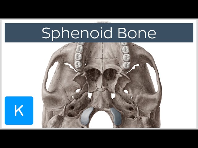 Vidéo Prononciation de sphenoid en Anglais