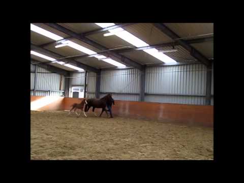 D-Day AT Hengstfohlen