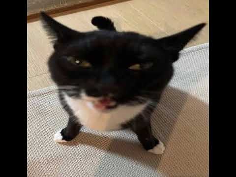 Ti Ti Ti PAPAYA x DOOMSHOP